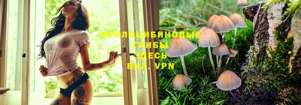 индика Беломорск
